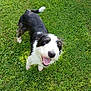 Lucy joined the competition — help win amazing prizes! dog, animal, grass, outdoor, pet, happy, tongue_out, black_and_white, canine, nature, playful, fur, smiling, grass_field, daylight, mammal, friendly, walking, tail, cute