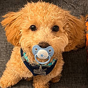 Oliver joined the competition — help win amazing prizes! apricot_dog, brown_eyes, collar, couch, curly_fur, cute, dog, fluffy, funny, harness, home, indoor, pacifier, patterned_fabric, pet, portrait, puppy, sitting, small_dog, tag