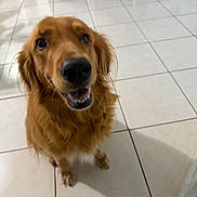 Athena is registered to the contest to win money with this photo: dog, golden_retriever, pet, indoor, floor, tile_floor, happy, smiling, fur, canine, animal, companion, looking_up, sitting, mouth_open, ears, whiskers, home, light, shadow