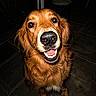dog, golden_retriever, smiling, pet, canine, animal, mammal, fur, friendly, nose, eyes, face, portrait, indoors, tile_floor, brown, happy, looking_up, domestic_animal, cute