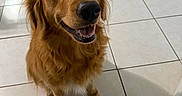 Athena is registered to the contest to win money with this photo: dog, golden_retriever, pet, indoor, tile_floor, happy, sitting, looking_up, fur, canine, animal, companion, domestic, friendly, cute, smiling, ears, mouth_open, whiskers, shadow