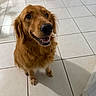 dog, golden_retriever, pet, indoor, tile_floor, happy, sitting, looking_up, fur, canine, animal, companion, domestic, friendly, cute, smiling, ears, mouth_open, whiskers, shadow