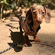 Bérénice participe au concours pour gagner de l'argent avec cette photo : dog, dachshund, puppy, outdoor, sunlight, dirt_path, leash, harness, animal, pet, brown, short_hair, ears, cute, young, nature, shadow, walking, closeup, curious