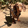 dog, dachshund, puppy, outdoor, sunlight, dirt_path, leash, harness, animal, pet, brown, short_hair, ears, cute, young, nature, shadow, walking, closeup, curious