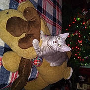 Gorgie joined the competition — help win amazing prizes! art, carnivore, cat, christmas, christmas_decoration, christmas_ornament, christmas_tree, domestic_short_haired_cat, event, fawn, felidae, holiday, holiday_ornament, lap, ornament, plant, small_to_medium_sized_cats, tail, tree, whiskers