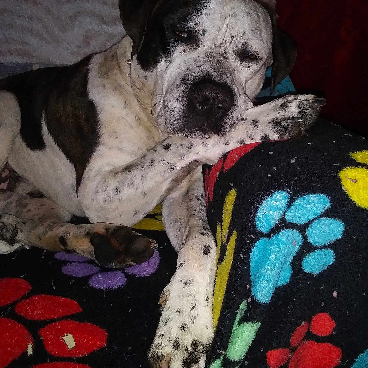 Wizzard is registered to the contest to win money with this photo: animal, black_and_white, blanket, colorful, companion, cozy, cushion, dog, domestic, fur, indoor, laying_down, patterned, paw, paw_prints, pet, relaxed, resting, sleepy, spotted_dog