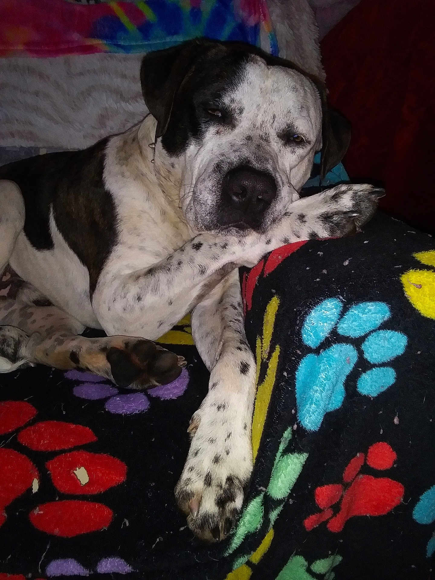 Wizzard is registered to the contest to win money with this photo: dog, spotted_dog, paw_prints, blanket, cushion, resting, sleepy, indoor, cozy, relaxed, pet, animal, fur, black_and_white, colorful, patterned, paw, laying_down, domestic, companion