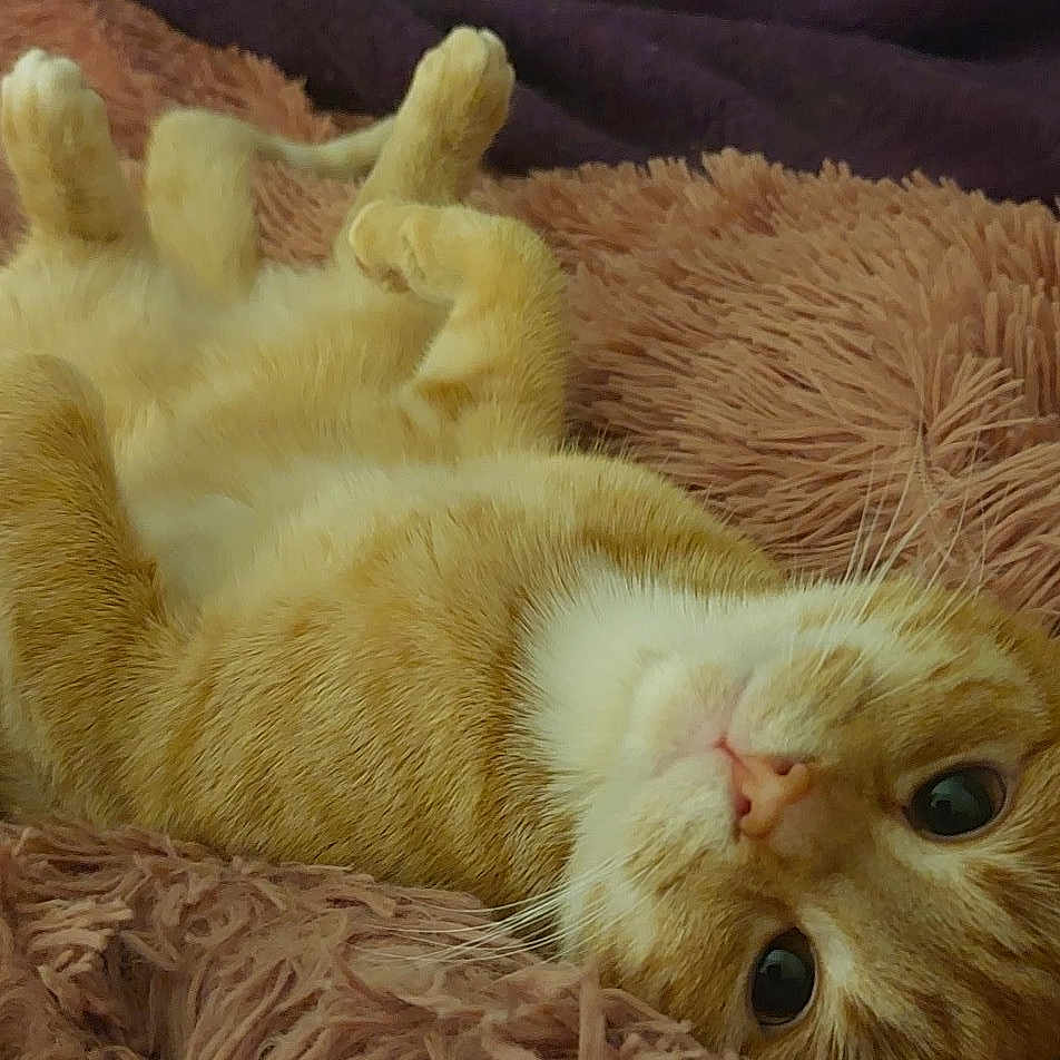 Tilly joined the competition — help win amazing prizes! abyssinian, animal, bed, bedroom, blanket, cabinet, cat, couch, drawer, furniture, homedecor, indoors, interiordesign, kitten, manx, person, pet, quilt, room, sleeping