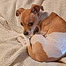 Babygirl is registered to the contest to win money with this photo: animal, blanket, companion, cozy, curled_up, cute, dog, domestic_animal, ears, fur, indoor, knitted_blanket, looking_back, pet, puppy, relaxed, resting, small_dog, tail, tan_and_white
