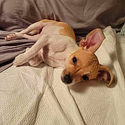 Babygirl is registered to the contest to win money with this photo: dog, puppy, small_dog, tan, white, ears, cute, pet, lying_down, blanket, bed, resting, indoor, cozy, fur, canine, relaxed, animal, companion, domestic