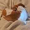 Babygirl joined the competition — help win amazing prizes! animal, blanket, brown_and_white, companion, cozy, curled_up, cute, dog, fur, indoor, peaceful, pet, relaxed, resting, sleeping, small_dog, snug, soft, texture, warm