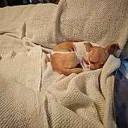 Babygirl is registered to the contest to win money with this photo: blanket, comfort, couch, cozy, curled_up, dog, furniture, home, indoor, knitted_blanket, peaceful, pet, quiet, relaxation, resting, sleeping, small_dog, soft_texture, tan, white