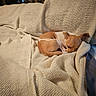 blanket, comfort, couch, cozy, curled_up, dog, furniture, home, indoor, knitted_blanket, peaceful, pet, quiet, relaxation, resting, sleeping, small_dog, soft_texture, tan, white
