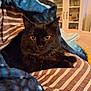 black_cat, cat, pet, feline, animal, cozy, blanket, striped, blue_fleece, indoor, home, cabinet, glassware, fur, yellow_eyes, whiskers, resting, cute, portrait, domestic