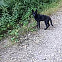 Talia a rejoint le concours — aidez-le/la à gagner de superbes lots ! animal, black_dog, bushes, canine, curious, daylight, dog, forest, gravel_path, greenery, looking, nature, outdoor, pet, plants, puppy, trail, walking, wild, young_dog