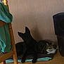 Talia participe au concours pour gagner de l'argent avec cette photo : animal, black_dog, cat, companion, cozy, curious, dog, domestic, floor, furniture, green_cloth, indoor, pet, pet_mat, relaxed, resting, side_by_side, tabby_cat, wall, wooden_chair
