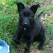 Talia participe au concours pour gagner de l'argent avec cette photo : animal, black_dog, bowl, canine, collar, curious, cute, daylight, dog, ears, fur, grass, ground, leaf, nature, outdoor, pet, puppy, sitting, young_dog
