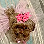 Callie joined the competition — help win amazing prizes! dog, brown_fur, pink_bow, pink_tutu, bow_tie, pet, cute, small_dog, indoor, carpet, fluffy, looking_up, accessory, adorable, animal, portrait, domestic_animal, fur, cute_pet, playful