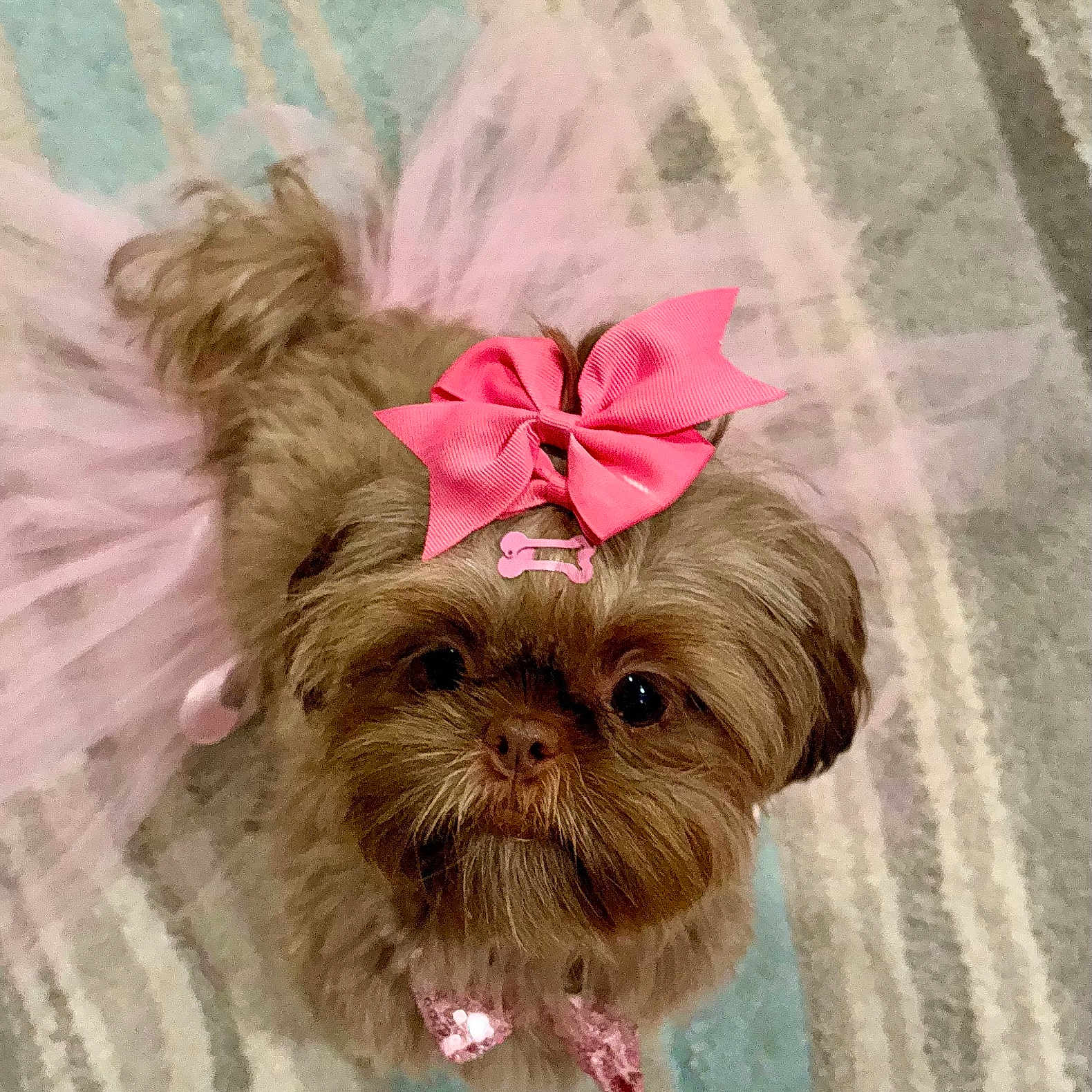 Callie joined the competition — help win amazing prizes! accessory, adorable, animal, bow_tie, brown_fur, carpet, cute, cute_pet, dog, domestic_animal, fluffy, fur, indoor, looking_up, pet, pink_bow, pink_tutu, playful, portrait, small_dog