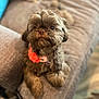 Callie joined the competition — help win amazing prizes! dog, pet, puppy, fluffy, brown_fur, collar, flower, couch, indoor, cute, looking_up, small_dog, furniture, cozy, home, animal, relaxed, adorable, companion, friendly