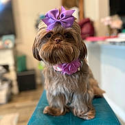 Callie is registered to the contest to win money with this photo: dog, bow, purple, fluffy, pet, indoor, stool, furniture, collar, cute, small_dog, portrait, animal, home, decor, brown_fur, sitting, close_up, adorable, domestic_animal