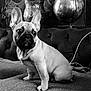 dog, french_bulldog, pet, couch, sofa, black_and_white, indoor, plant, globe, vase, ears, wide_eyes, sitting, portrait, upholstery, blanket, cord, curtain, home_interior, adorable