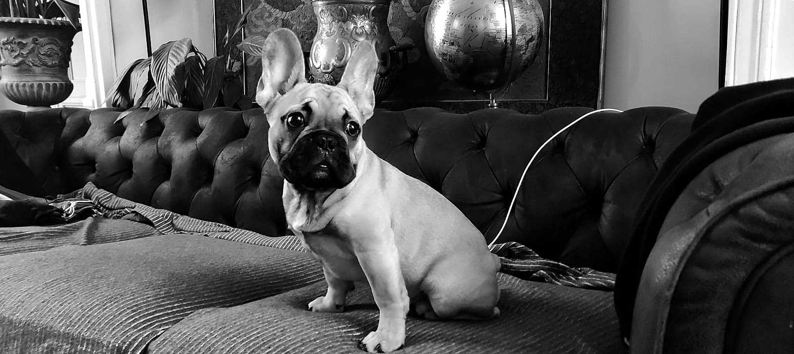 Bebert a rejoint le concours — aidez-le/la à gagner de superbes lots ! dog, french_bulldog, pet, couch, sofa, black_and_white, indoor, plant, globe, vase, ears, wide_eyes, sitting, portrait, upholstery, blanket, cord, curtain, home_interior, adorable