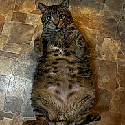 Chunks is registered to the contest to win money with this photo: animal, belly, cat, cute, domestic_cat, floor, fluffy, fur, indoor, looking_at_camera, lying_down, mammal, paws, pet, playful, relaxed, stone_tiles, tabby, whiskers, wide_eyes