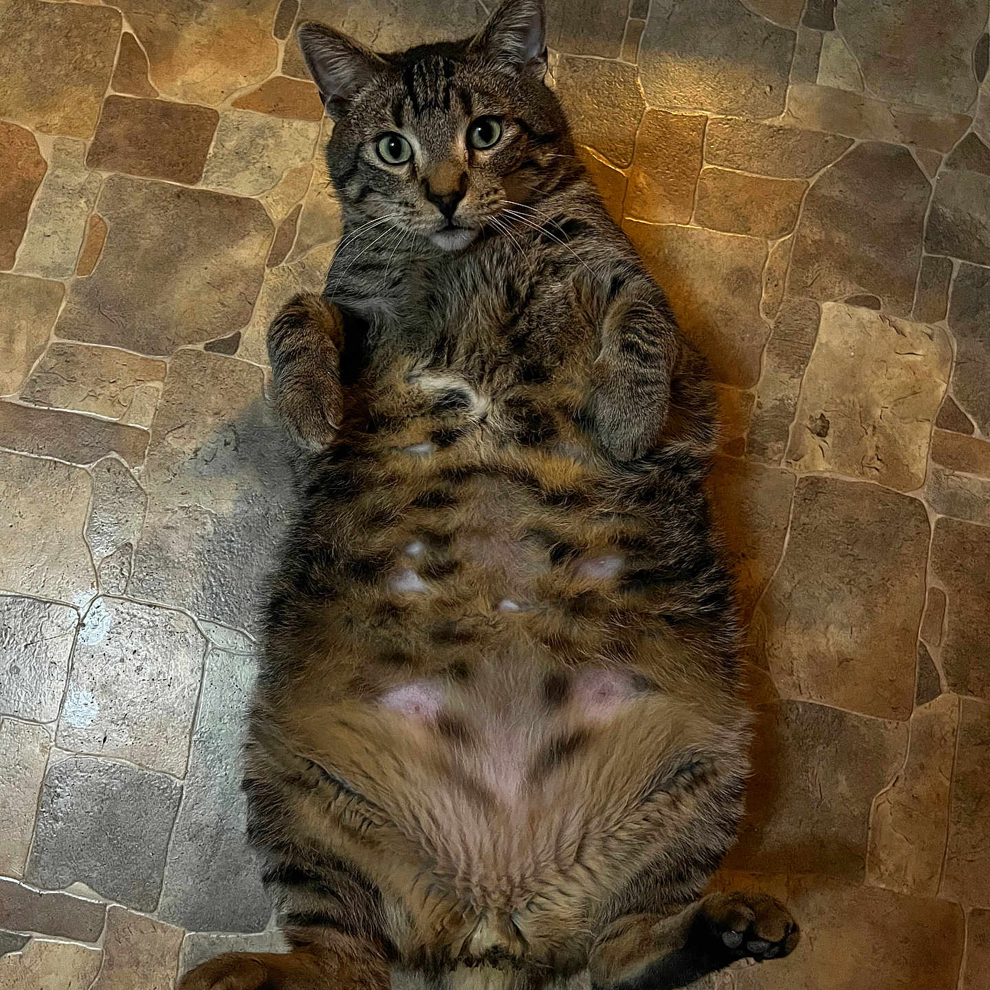 Chunks is registered to the contest to win money with this photo: animal, belly, cat, cute, domestic_cat, floor, fluffy, fur, indoor, looking_at_camera, lying_down, mammal, paws, pet, playful, relaxed, stone_tiles, tabby, whiskers, wide_eyes