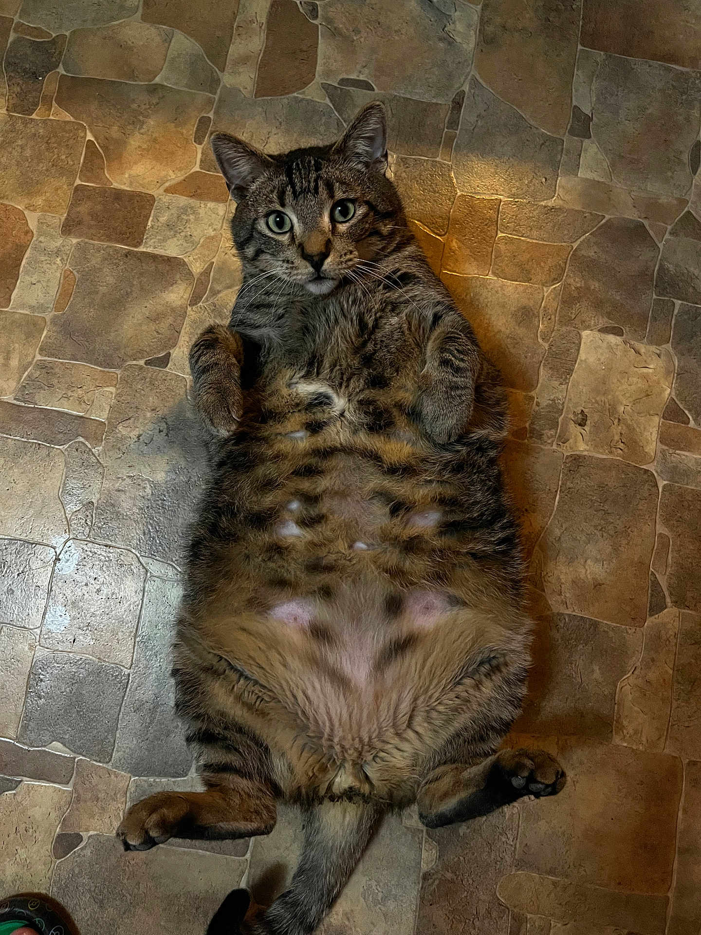 Chunks is registered to the contest to win money with this photo: animal, belly, cat, cute, domestic_cat, floor, fluffy, fur, indoor, looking_at_camera, lying_down, mammal, paws, pet, playful, relaxed, stone_tiles, tabby, whiskers, wide_eyes