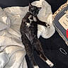 Tipsy is registered to the contest to win money with this photo: cat, black_and_white_cat, sleeping_cat, blanket, couch, indoor, pet, relaxed, cozy, feline, paw, fur, resting, domestic_animal, animal, home, comfort, white_blanket, black_couch, lazy