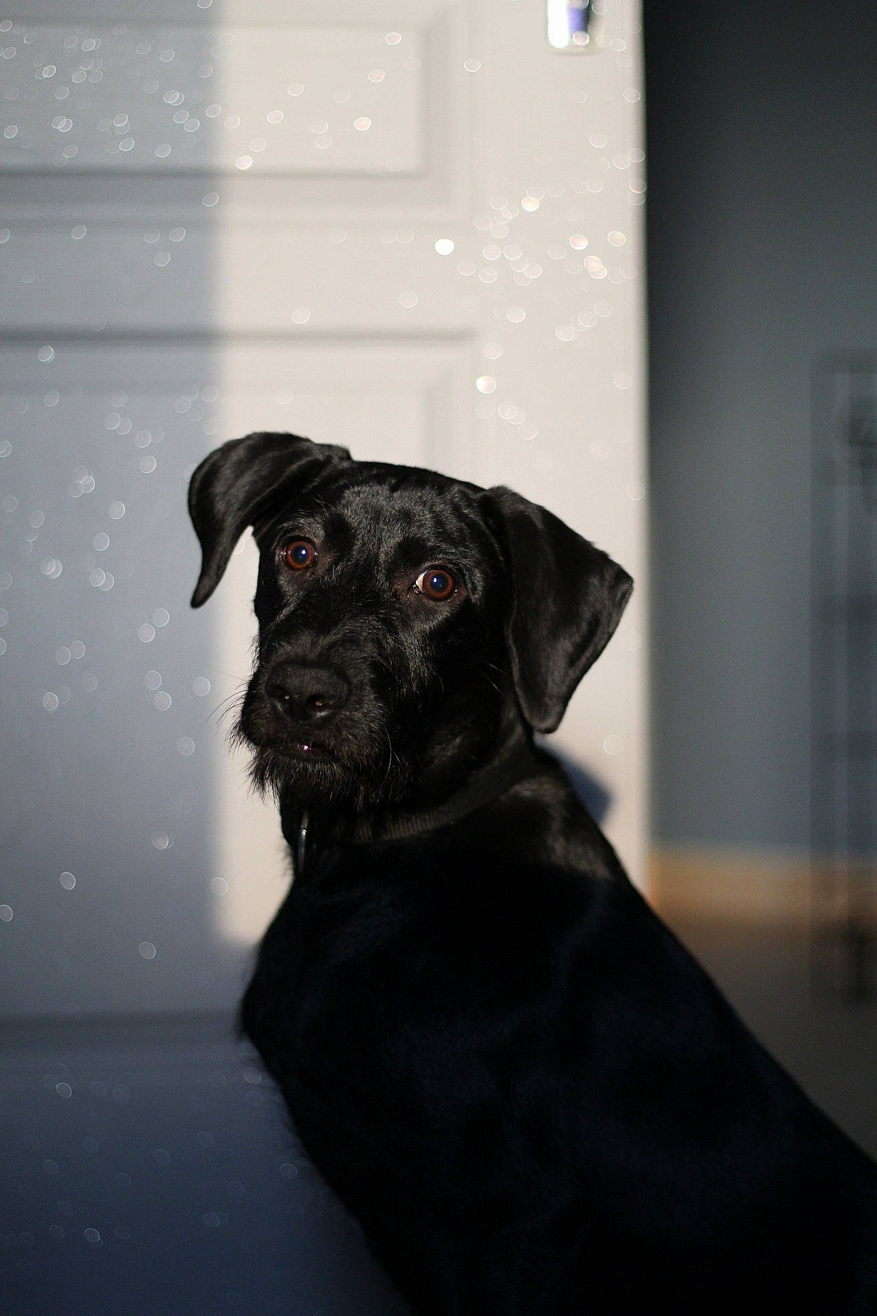 Aria participe au concours pour gagner de l'argent avec cette photo : borador, canidae, carnivore, companion_dog, darkness, dog, dog_breed, dog_collar, fawn, flash_photography, fur, grey, guard_dog, gun_dog, monochrome, monochrome_photography, snout, sporting_group, whiskers, working_animal