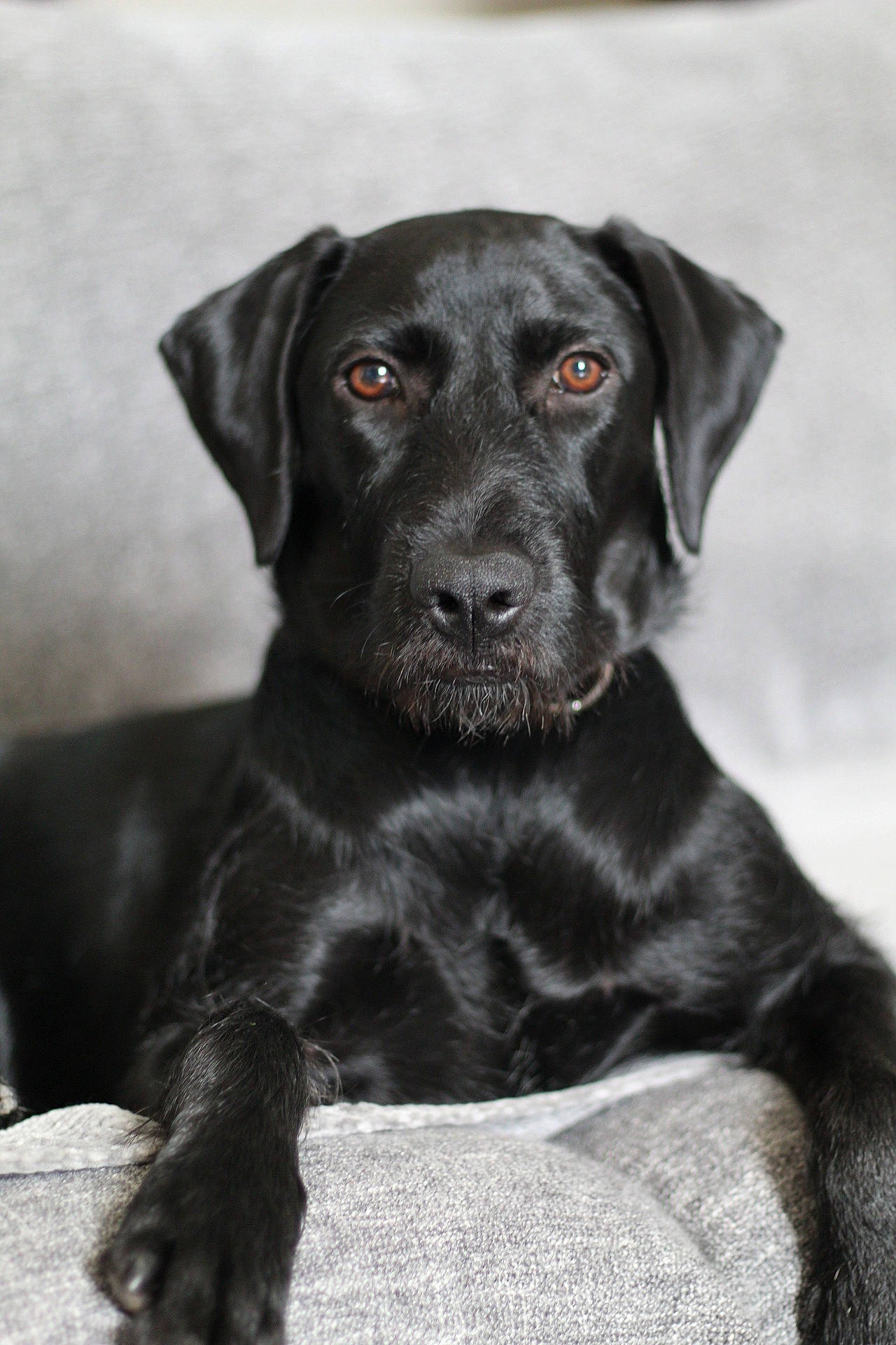 Aria a rejoint le concours — aidez-le/la à gagner de superbes lots ! borador, canidae, carnivore, collar, companion_dog, dog, dog_breed, dog_collar, fur, gun_dog, hunting_dog, liver, monochrome, monochrome_photography, plant, retriever, snout, sporting_group, whiskers, working_animal