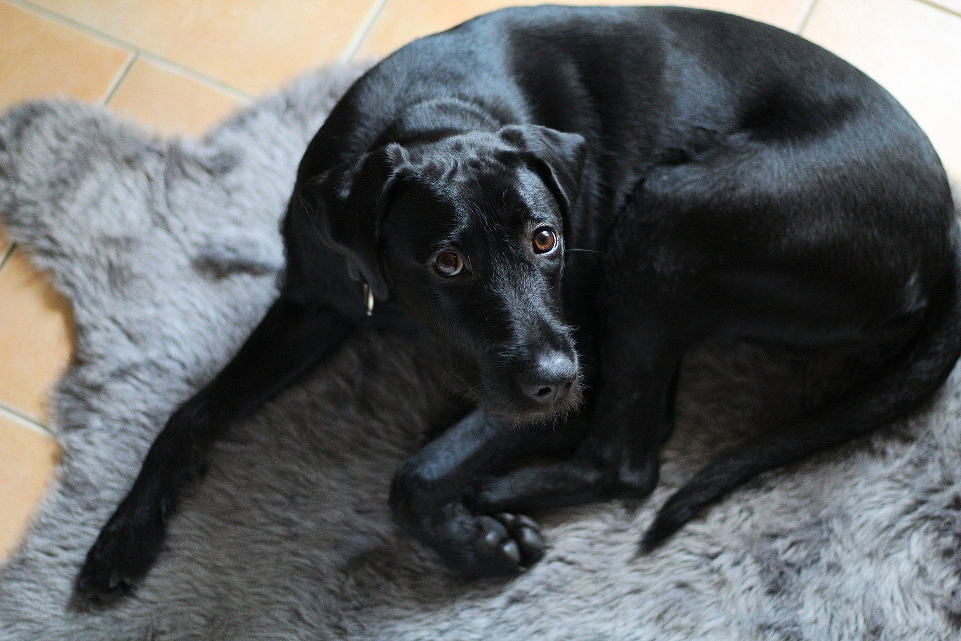 Aria participe au concours pour gagner de l'argent avec cette photo : borador, canidae, carnivore, companion_dog, dog, dog_breed, fur, grey, gun_dog, hunting_dog, liver, retriever, snout, sporting_group, terrestrial_animal, whiskers, working_animal