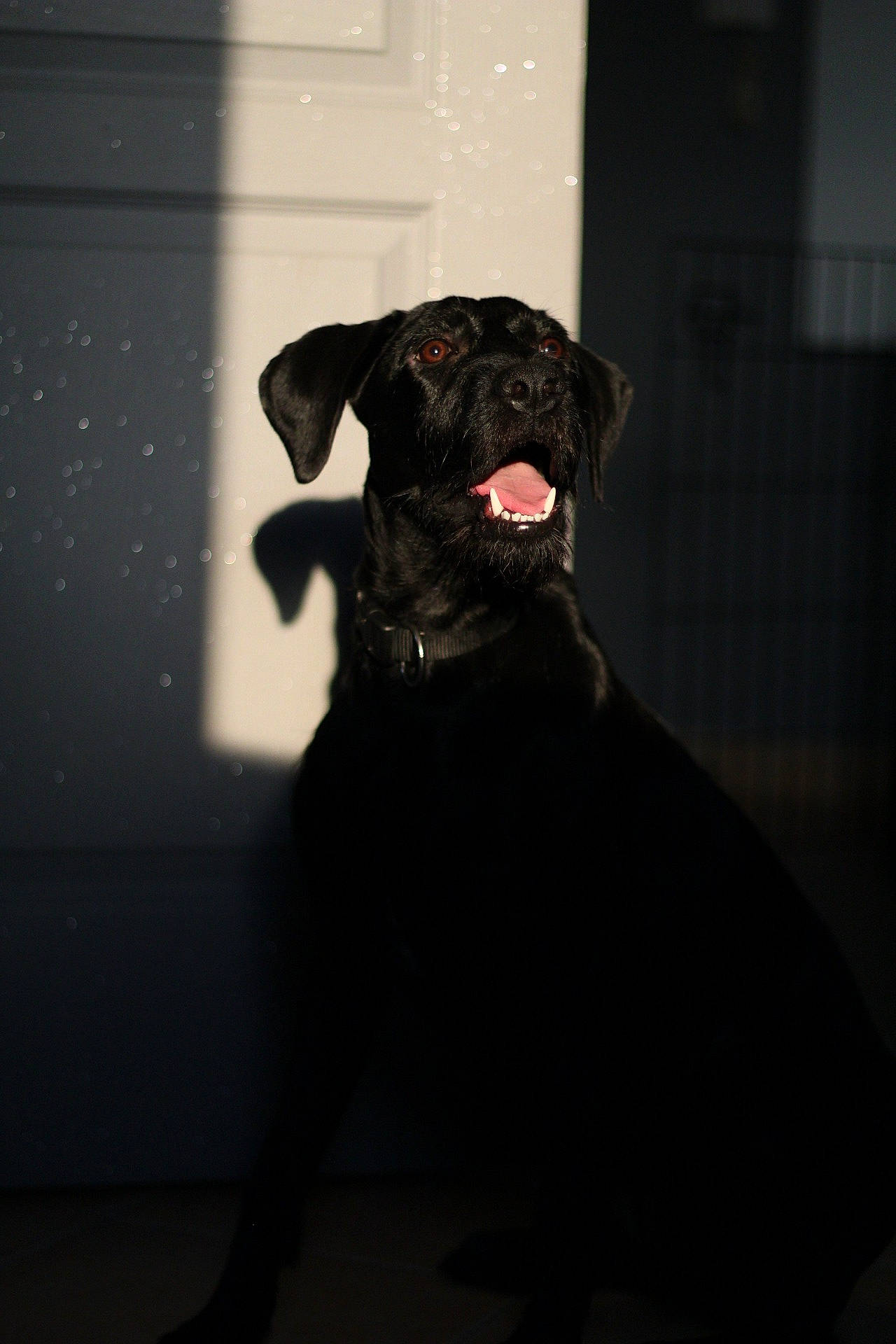 Aria a rejoint le concours — aidez-le/la à gagner de superbes lots ! borador, canidae, carnivore, companion_dog, darkness, dog, dog_breed, electric_blue, flash_photography, fur, gun_dog, liver, monochrome, monochrome_photography, shadow, snout, sporting_group, terrestrial_animal, tints_and_shades, working_animal