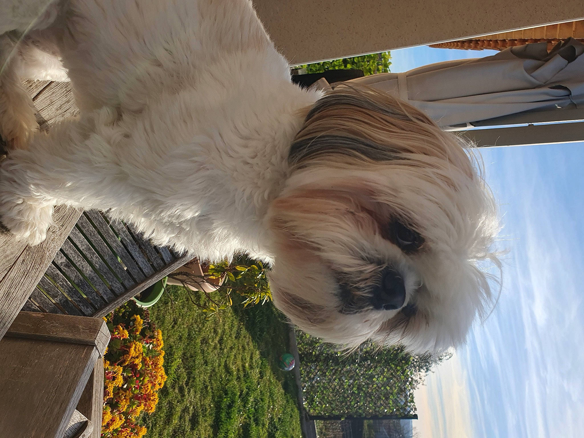 Nougat participe au concours pour gagner de l'argent avec cette photo : carnivore, cloud, collar, companion_dog, dog, dog_breed, dog_collar, fawn, flower, grass, light, liver, plant, sky, sporting_group, tail, terrier, toy_dog, tree, water