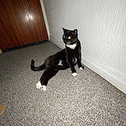 Fifi joined the competition — help win amazing prizes! cat, black_cat, white_paws, carpet, indoor, door, wall, reflection, flash, pet, animal, feline, cute, sitting, floor, house, domestic, whiskers, relaxed, eyes_glowing