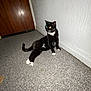cat, black_cat, white_paws, carpet, indoor, door, wall, reflection, flash, pet, animal, feline, cute, sitting, floor, house, domestic, whiskers, relaxed, eyes_glowing