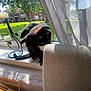 Fifi joined the competition — help win amazing prizes! cat, black_cat, hat, windowsill, curtain, candle_holder, panda_sticker, window, greenery, sunlight, chair, indoor, pet, animal, whiskers, tail, house, daylight, cozy, feline