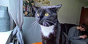 Fifi is registered to the contest to win money with this photo: cat, black_and_white, yellow_eyes, wooden_table, window, curtain, person, indoor, flower_decoration, sign, couch, casual_clothing, focused, sitting, furniture, natural_light, cozy, home, whiskers, pet