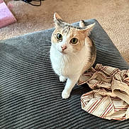 Emma is registered to the contest to win money with this photo: cat, calico_cat, pet, indoor, cushion, striped_shirt, carpet, basket, shoes, curious, green_eyes, feline, fur, whiskers, domestic_animal, looking_up, texture, cozy, home, floor