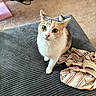 cat, calico_cat, pet, indoor, cushion, striped_shirt, carpet, basket, shoes, curious, green_eyes, feline, fur, whiskers, domestic_animal, looking_up, texture, cozy, home, floor