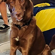 Ellie is registered to the contest to win money with this photo: dog, brown_dog, indoor, rug, couch, blanket, yellow_blanket, blue_blanket, person, legs, slippers, living_room, floor, pet, canine, sitting, curious, furniture, home, casual