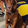 dog, brown_dog, indoor, rug, couch, blanket, yellow_blanket, blue_blanket, person, legs, slippers, living_room, floor, pet, canine, sitting, curious, furniture, home, casual