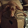 Ellie joined the competition — help win amazing prizes! dog, brown_dog, recliner, furniture, indoor, pet, animal, relaxed, paws, blanket, cozy, home, living_room, canine, resting, cute, ears, snout, looking, comfort