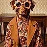 dog, fashion, sunglasses, floral_shirt, vest, retro, vintage, portrait, indoor, brown_dog, costume, pet, animal, sitting, stylish, funny, clothing, accessory, home_interior, table