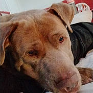 Big Ben is registered to the contest to win money with this photo: animal, bed, blanket, brown_dog, calm, canine, chair, closeup, cup, dog, ear, fur, furniture, indoor, nose, paw, pet, relaxation, resting, sleepy