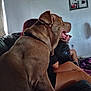 Big Ben is registered to the contest to win money with this photo: black_collar, brown_dog, casual, couch, daylight, dog, furniture, happy, home, indoor, legs, mouth_open, person, pet, photo_frame, red_hair, relaxing, shadow, sitting, wall