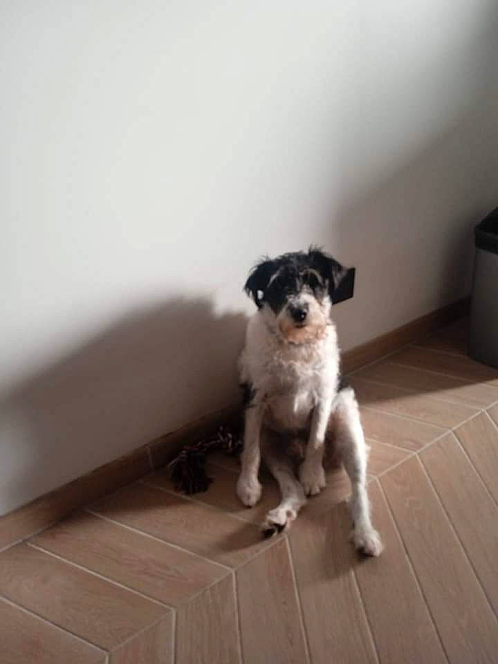 Milou a rejoint le concours — aidez-le/la à gagner de superbes lots ! canidae, carnivore, companion_dog, dog, dog_breed, fawn, flooring, fur, hardwood, non_sporting_group, paw, puppy, small_terrier, snout, tail, terrier, toy_dog, whiskers, wood