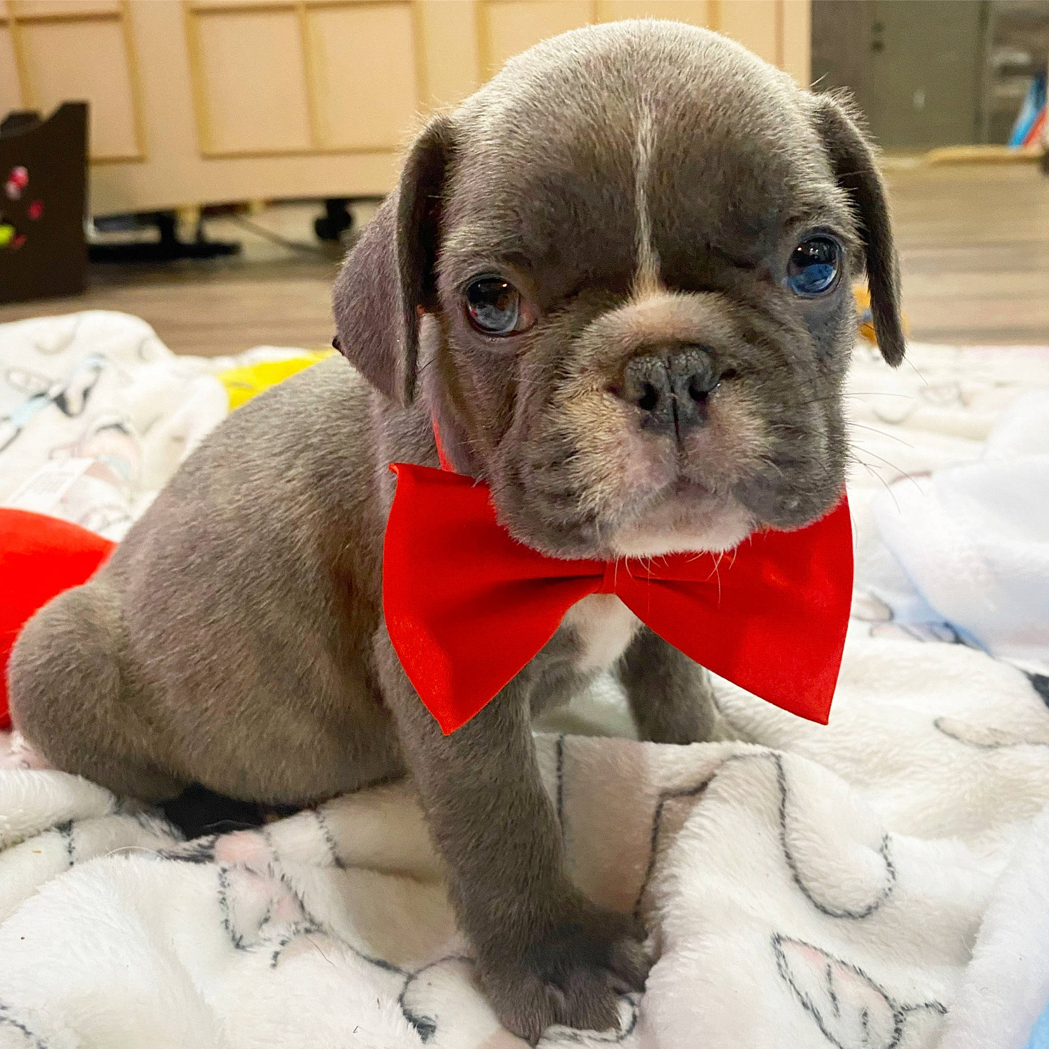 Barry Allen joined the competition — help win amazing prizes! bulldog, cabinetry, carnivore, collar, comfort, companion_dog, dog, dog_breed, dog_collar, drawer, ear, fawn, fur, pet_supply, snout, sporting_group, toy_dog, whiskers, working_animal, wrinkle